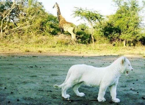 Lion Tree Top Lodge Hoedspruit Luaran gambar
