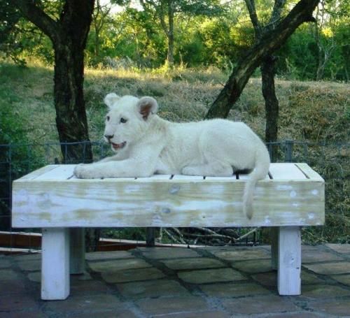 Lion Tree Top Lodge Hoedspruit Luaran gambar